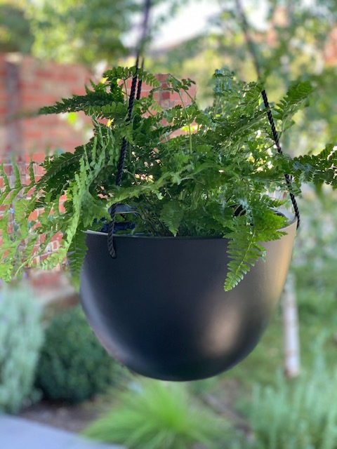 Black Bonnie Hanging Basket